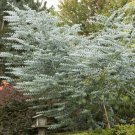 Eucalyptus Eucalyptus Cinerea Silver Dollar 50 Seeds Fresh Seeds