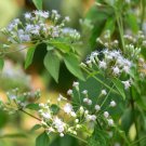 Eupatorium Eupatorium Perfoliatum Boneset Flower 10000 Seeds Fresh Seeds