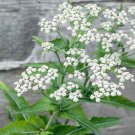 Eupatorium Eupatorium Perfoliatum Boneset Flower 5000 Seeds Fresh Seeds