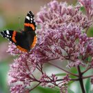 Eupatorium Eupatorium Maculatum Joe Pyeweed Flower 5000 Seeds Fresh Seeds
