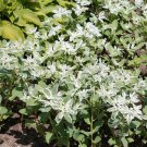 Euphorbia Marginata Early Snow Garden Flower Plant 500 Seeds Fresh Seeds