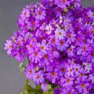 Fairy Primrose Primula Malacoides Lavender Flower 2000 Seeds Fresh Seeds