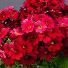 Fairy Primrose Primula Malacoides Crimson Flower 2000 Seeds Fresh Seeds