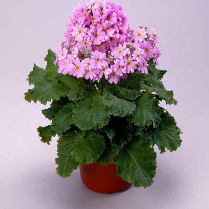 Fairy Primrose Primula Malacoides Pink Flower 2000 Seeds Fresh Seeds