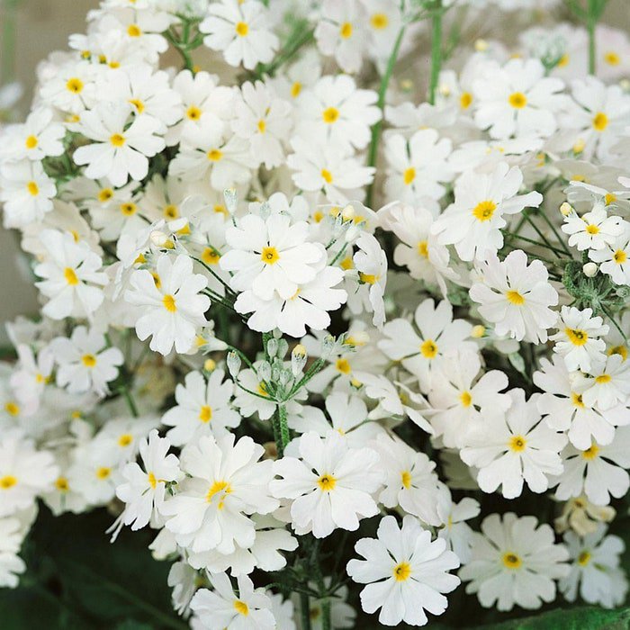 Fairy Primrose Primula Malacoides White Flower 1000 Seeds Fresh Seeds