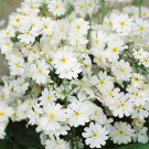 Fairy Primrose Primula Malacoides White Flower 2000 Seeds Fresh Seeds