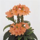 Firecracker Plant Crossandra Tropic Flame Flower 15 Seeds Fresh Seeds