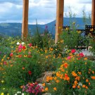 Firewise Wild Flower For Fire Prevention 1/2 Oz Fresh Seeds