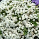 Floss Flower White Ageratum 5000 Seeds Fresh Seeds