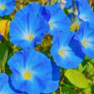 Flower Heavenly Blue Morning Glory 1/4 Lb Fresh Seeds