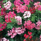 Flower Ivy Leaf Geranium Mix 10 Seeds Fresh Seeds