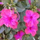 Four O Clock Mirabilis Jalapa Pink Flower 1 Lb Fresh Seeds