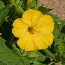 Four O Clock Mirabilis Jalapa Yellow Flower 1 Lb Fresh Seeds