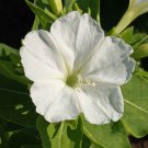 Four O Clock Mirabilis Jalapa White Flower 1 Lb Fresh Seeds