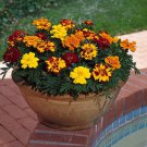 Frech Marigold Outback Flower Mix 500 Seeds Fresh Seeds