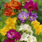 Freesia Freesia Royal Mix Flower 50 Seeds Fresh Seeds