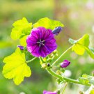 French Hollyhock Drought Resistant Malva Sylvestris Mauritiana Garden Flower 500 Seeds Fresh Seeds