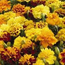 French Marigold Tagetes Patula Little Hero Flower Mix 300 Seeds Fresh Seeds