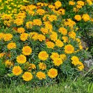 French Marigold Tagetes Patula Bonanza Gold Flower 200 Seeds Fresh Seeds