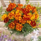 French Marigold Tagetes Patula Durango Bolero Flower 500 Seeds Fresh Seeds