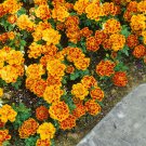 French Marigold Tagetes Patula Durango Flame Flower 500 Seeds Fresh Seeds
