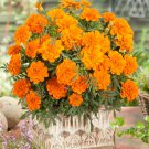 French Marigold Tagetes Patula Durango Tangerine Flower 500 Seeds Fresh Seeds