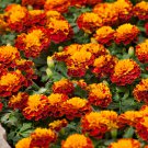 French Marigold Tagetes Patula Hot Pak Harmony Marigold 300 Seeds Fresh Seeds