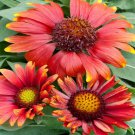 Gaillardia Aristata Arizona Red Shades Blanket Flower Plant 100 Seeds Fresh Seeds