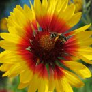 Gaillardia Bremen Blanket Garden Flower Plant 1000 Seeds Fresh Seeds