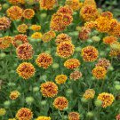 Gaillardia Gaillardia Pulchella Sundance Bicolor Flower 2000 Seeds Fresh Seeds
