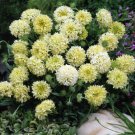 Gaillardia Sundance Cream Xeriscape Garden Flower 1000 Seeds Fresh Seeds