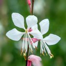 Gaura Gaura Lindheimeri Flower 400 Seeds Fresh Seeds