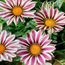 Gazania Big Kiss White Flame Ground Cover Plant Flower 50 Seeds Fresh Seeds