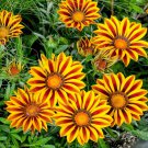 Gazania Ground Cover Flower Big Kiss Yellow Flame 25 Seeds Fresh Seeds