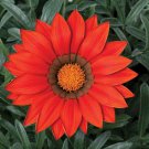 Gazania Ground Cover Plant Frosty Red Flower 25 Seeds Fresh Seeds