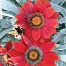 Gazania Ground Cover Plant Frosty Red Flower 50 Seeds Fresh Seeds