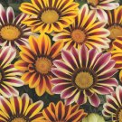 Gazania Kiss Flame Ground Cover Plant Flower Mix 25 Seeds Fresh Seeds