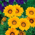 Gazania Kiss Golden Yellow Ground Cover Plant 50 Seeds Fresh Seeds