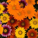Gazania New Day Bright Groundcover Plant Mix 50 Seeds Fresh Seeds