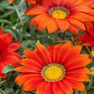 Gazania Red Shades Ground Cover Plant Flower 25 Seeds Fresh Seeds