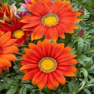 Gazania Red Shades Ground Cover Plant Flower 50 Seeds Fresh Seeds