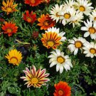 Gazania Treasure Flower Ground Cover Plant 1000 Seeds Fresh Seeds