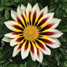 Gazania White Frosty Flame Ground Cover Plant Flower 50 Seeds Fresh Seeds