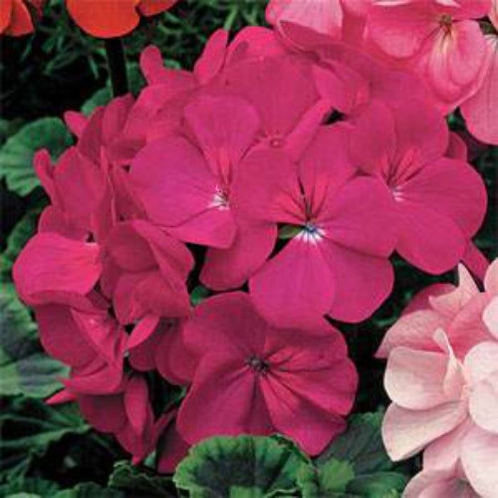 Geranium Drought Resistant Pelargonium Zonale Violet Garden Flowers 25 Seeds Fresh Seeds