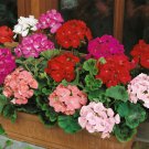 Geranium Flower Mix For Best Geranium Plants 200 Seeds Fresh Seeds