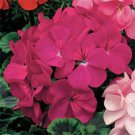 Geranium Flower Pelargonium Zonale Geranium Violet 50 Seeds Fresh Seeds