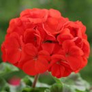 Geranium Geranium Scarlet Garden Plant Flower 25 Seeds Fresh Seeds