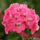 Geranium Pelargonium Zonale Geranium Rose Flower 25 Seeds Fresh Seeds
