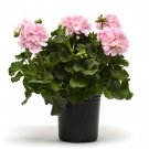 Geranium Pelargonium Zonale Appleblossom Flower 50 Seeds Fresh Seeds