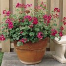 Geranium Summer Showers Fuchsia Geranium 10 Seeds Fresh Seeds